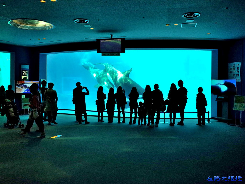 14名古屋港水族館逆戢鯨池.jpg