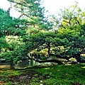 13兼六園流水奇松.jpg