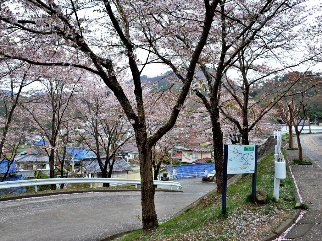 1往常樂寺櫻花道.jpg