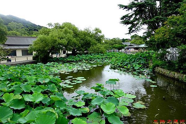 15鶴岡八幡宮源平池-2.jpg