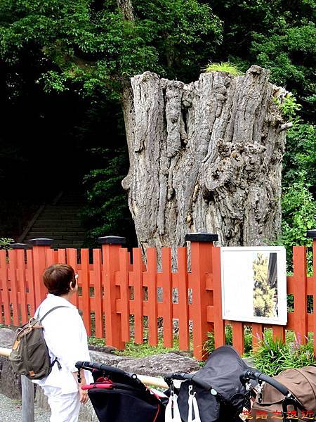 20鶴岡八幡宮大銀杏.jpg