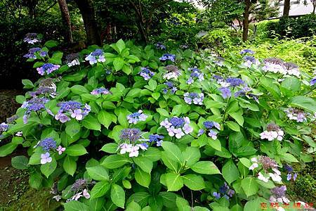 9一關浦しま公園花.jpg