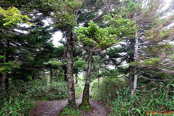 24八甲田山步道青森冷杉-1.jpg