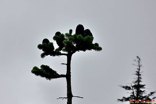 26八甲田山步道青森冷杉-3.jpg