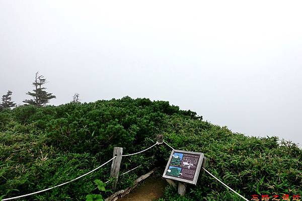 28八甲田山步道青森冷杉說明牌.jpg