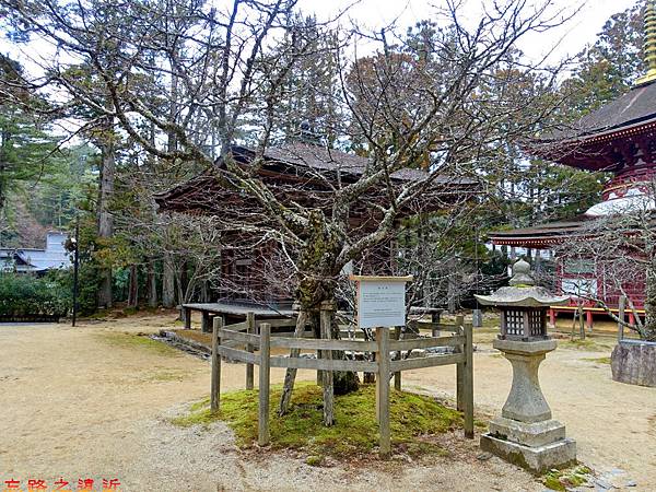 32高野山壇上伽藍西行櫻-冬.jpg