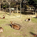 49東大寺參道鹿群