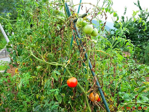 21勝沼ぶどう鄉農家種植蕃茄.jpg