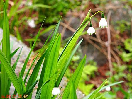 19祖谷蔓橋植物-2.jpg