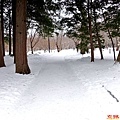 9北海道神宮參道往開拓神社道路.jpg