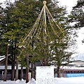 28北海道神宮昭和天皇手植松.jpg