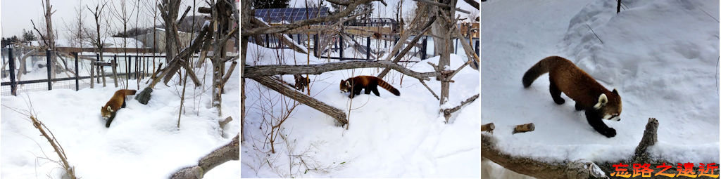 18圓山動物園高山館小熊貓.jpg