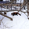 18圓山動物園高山館小熊貓.jpg