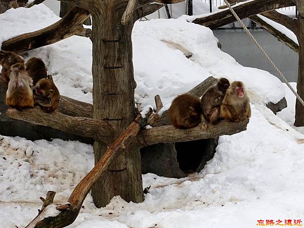 32圓山動物園猴山-1.jpg