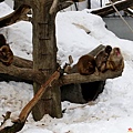 32圓山動物園猴山-1.jpg