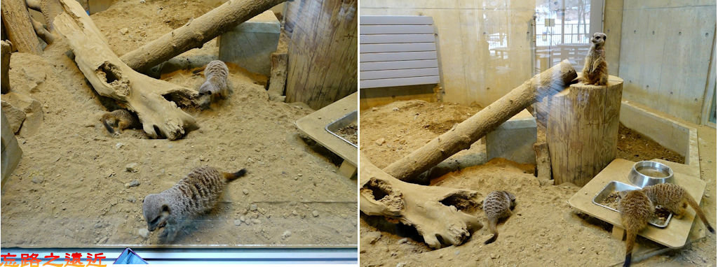 38圓山動物園長頸鹿館狐獴-1-a.jpg