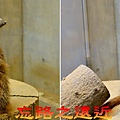 39圓山動物園長頸鹿館狐獴-1-b.jpg