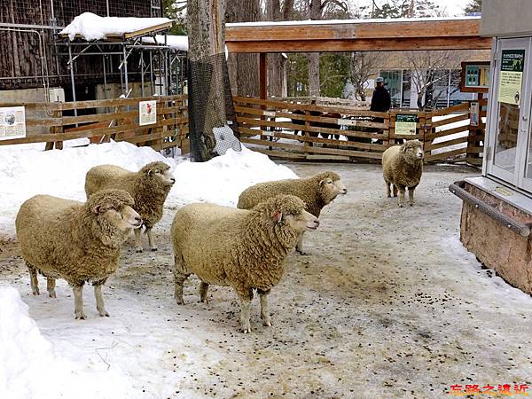 49圓山動物園兒童動物園紐西蘭綿羊.jpg