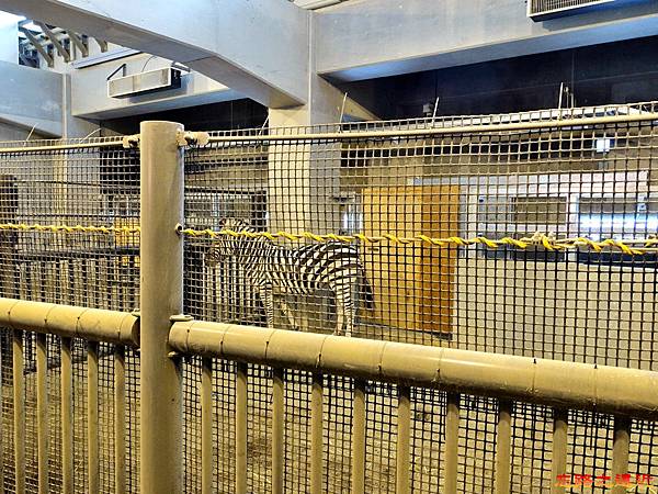 61圓山動物園河馬與獅子館斑馬.jpg