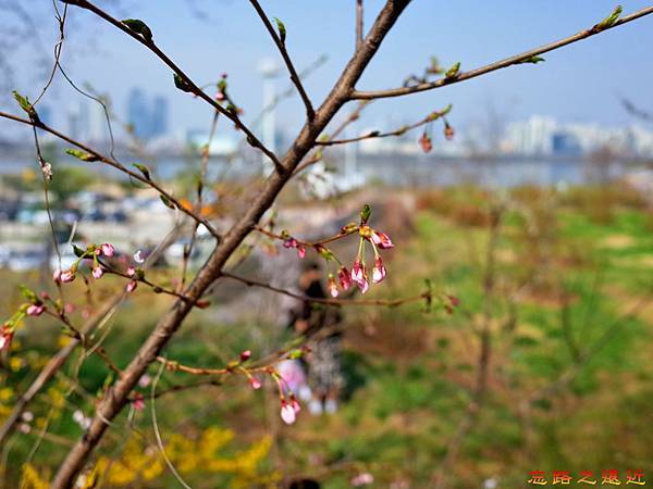 汝矣島櫻花-11.jpg