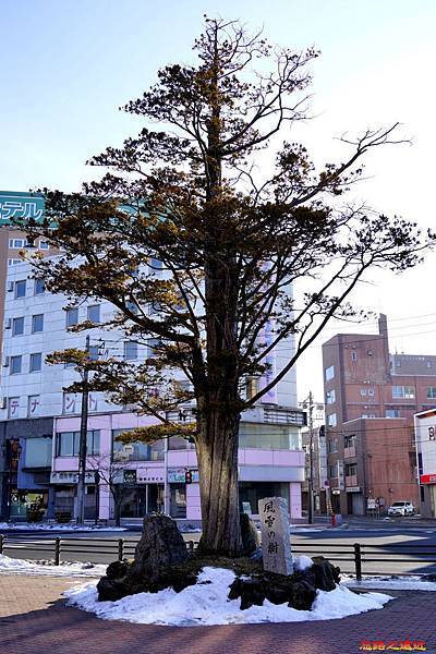 7釧路站前風雪之樹-1.jpg