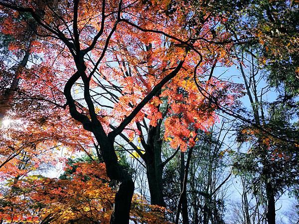 5-2井之頭公園入口楓葉-2.jpg