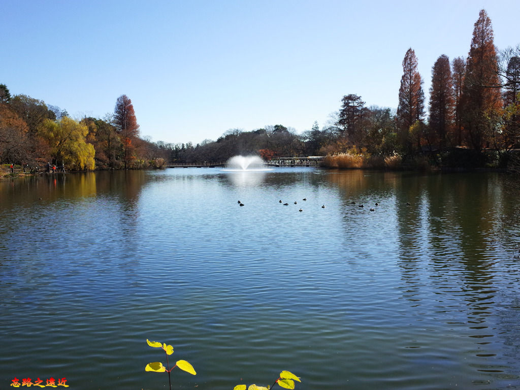 7井之頭公園入口湖區-1.jpg