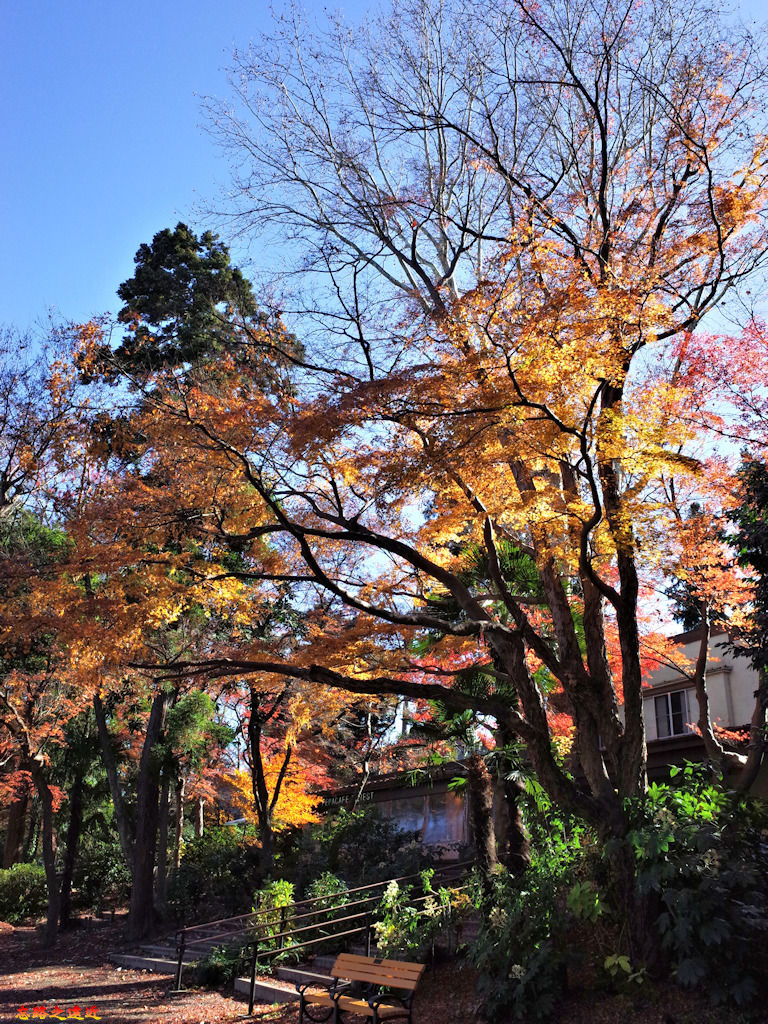 23井之頭公園內住家.jpg