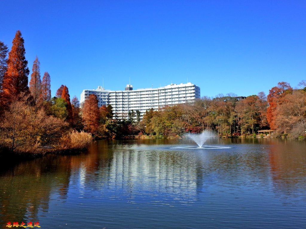 30井之頭公園七井橋上.jpg