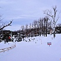 旭山動物園-冬-64.jpg