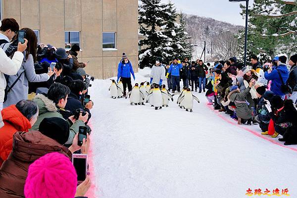 旭山動物園-冬-72.jpg