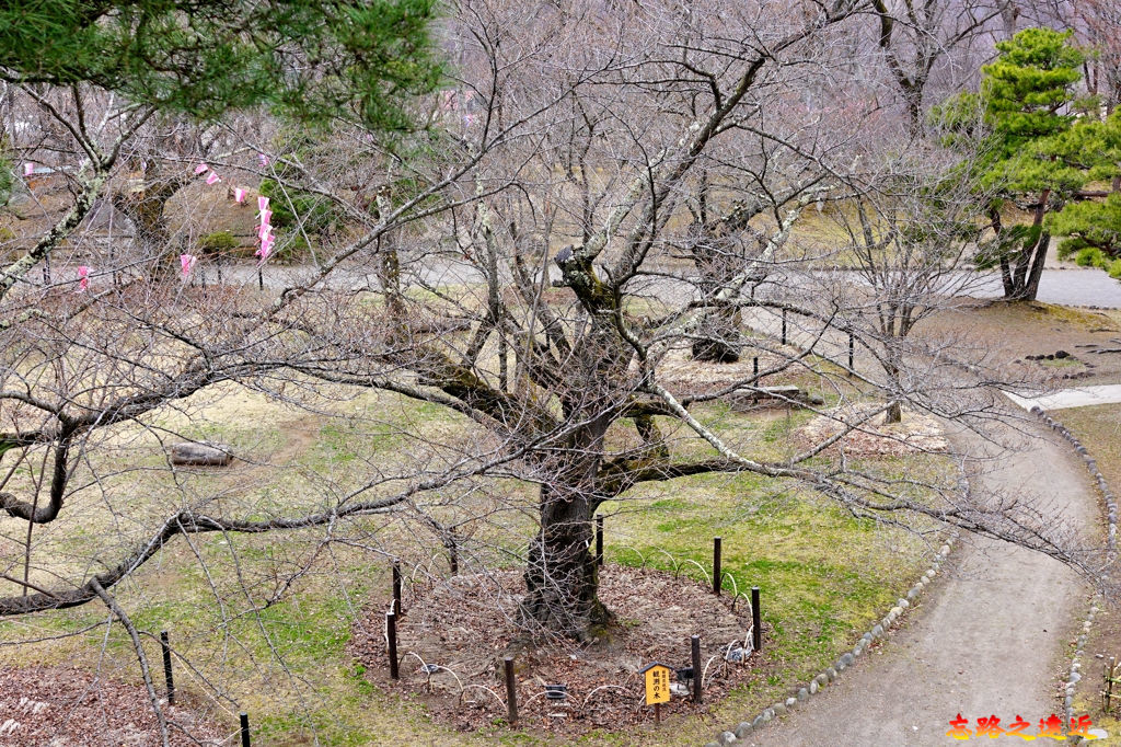 35小諸城址天守台跡望馬場觀測櫻木.jpg