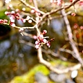 43小諸城址懷古神社庭園櫻花-2.jpg