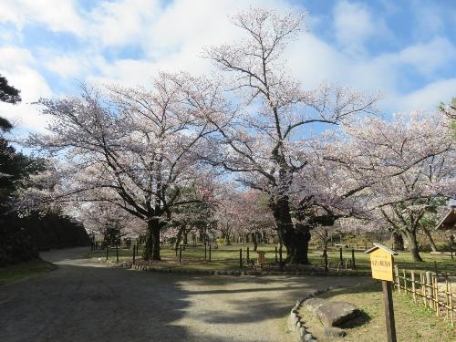 62小諸城址馬場櫻花2019-4-20-1(官網).JPG