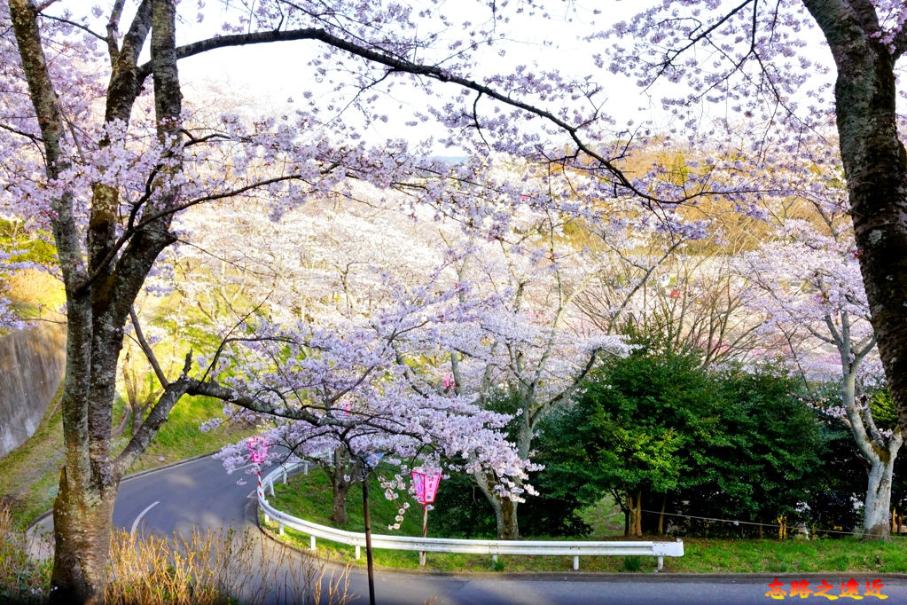 34船岡城址公園下山道路.jpg