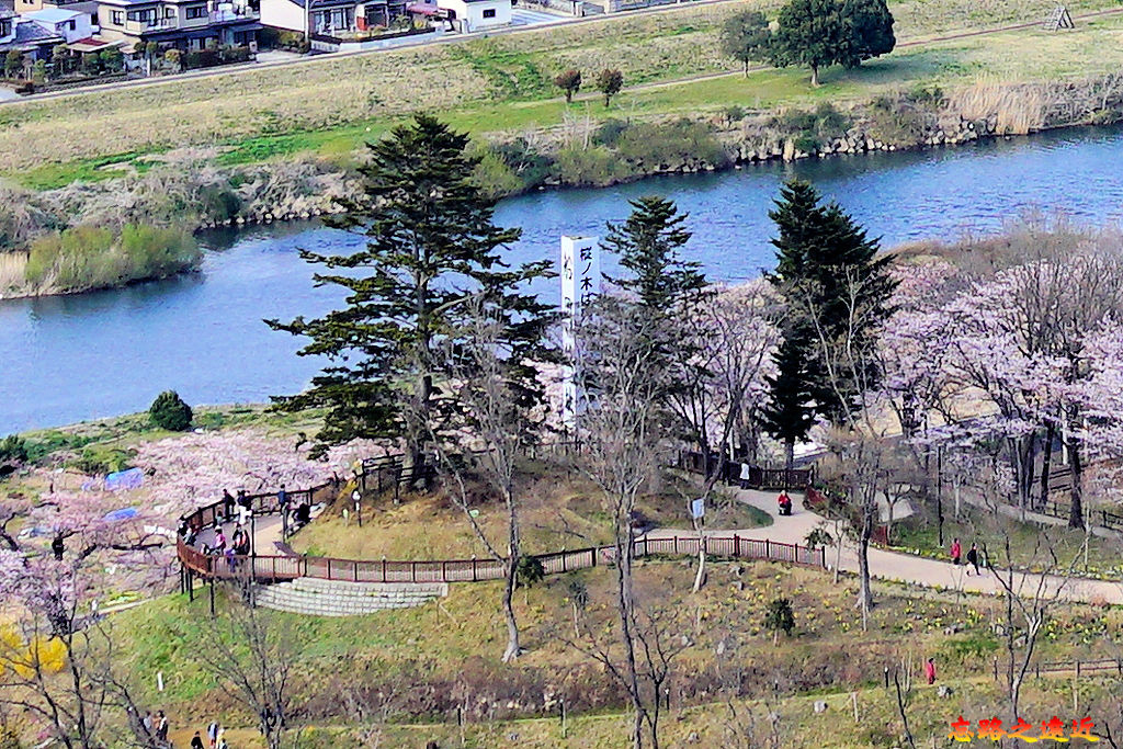 39船岡城址公園最後的樅樹