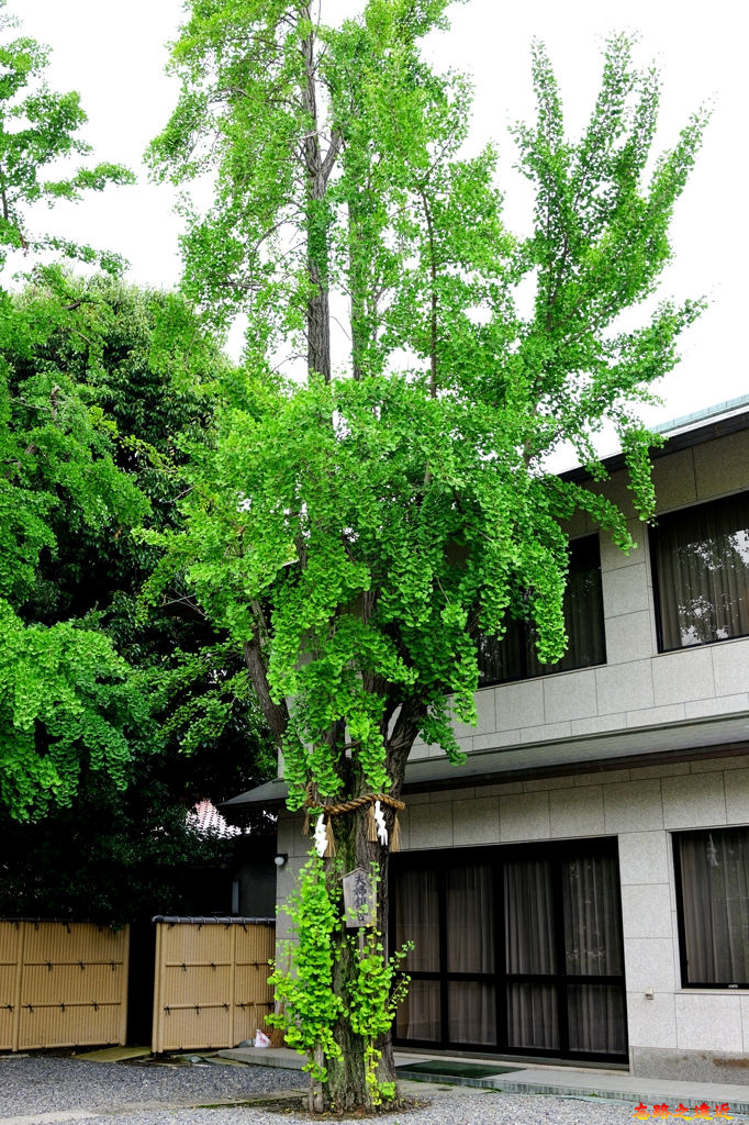 13玉造稻荷神社夫婦銀杏.jpg