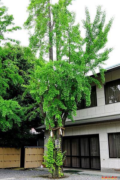 13玉造稻荷神社夫婦銀杏.jpg