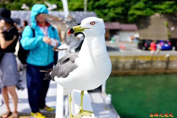 9伊根灣遊船海鷗.jpg