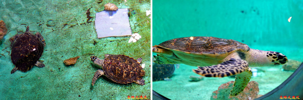 37海洋博公園海牛海龜館海龜.jpg