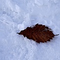 50大沼公園雪地枯葉-2.jpg