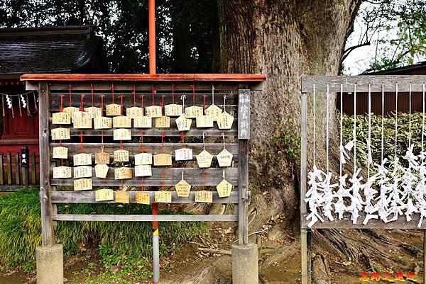 28川越三芳野神社繪馬牆.jpg