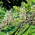 23猴硐神社後方鐘萼木花.jpg