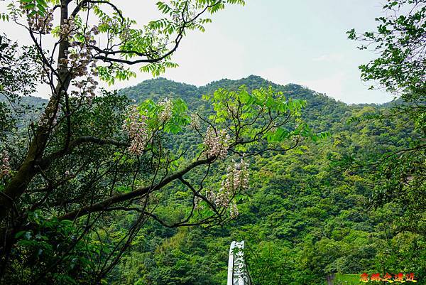 22猴硐神社後方鐘萼木開花.jpg