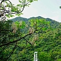 22猴硐神社後方鐘萼木開花.jpg