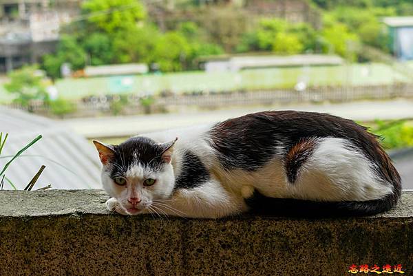 25猴硐貓村三貓小舖2店前貓.jpg