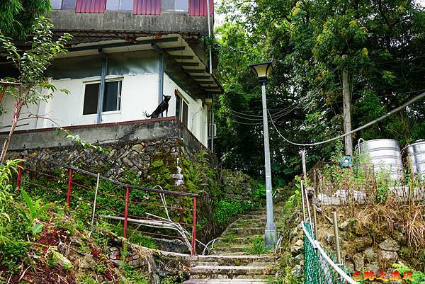 32 石獅腳步道往樟樹步道台階交叉點.jpg