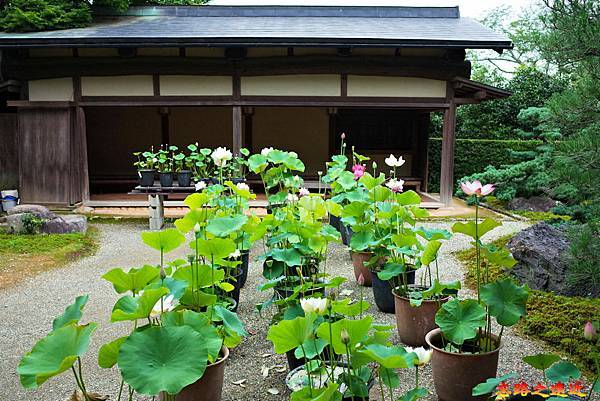 06常寂光寺蓮花展.jpg