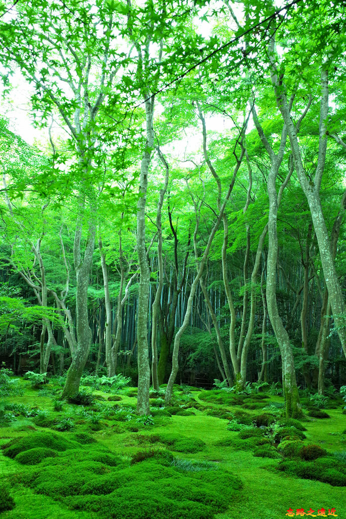 06祇王寺庭園-2.jpg