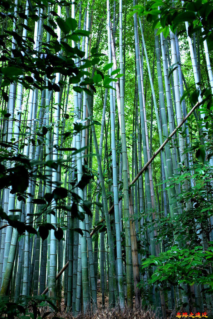 14祇王寺參道竹林.jpg